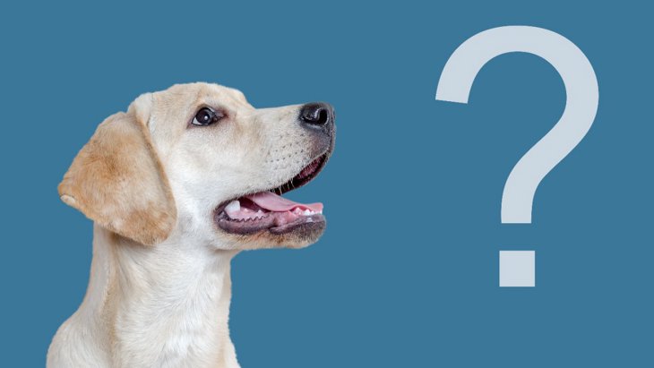 カナダ〜犬の認知と人間との関わりを理解するための研究室がスタート