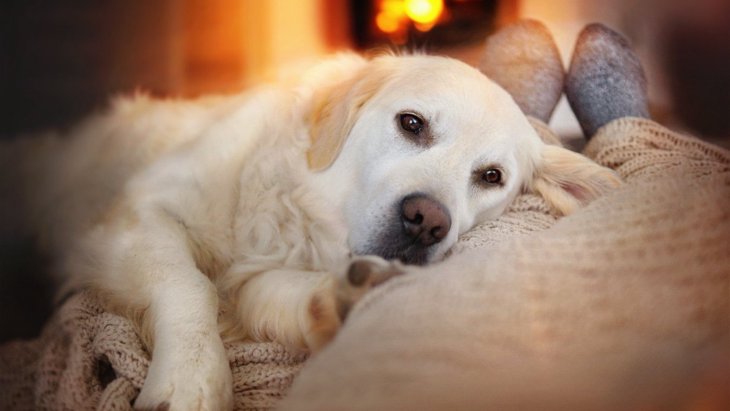 犬が『寒すぎる』と感じている時に見せるサイン4選！温めてあげる最適な方法は？