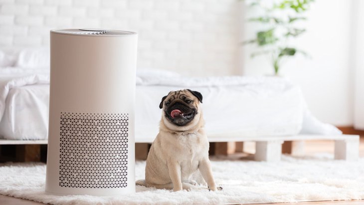 室内犬の臭い対策3選！『空気清浄機』の効果的な置き場所は？