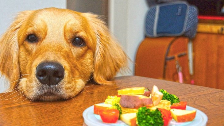 なぜ犬はご飯やおやつをいつまでも欲しがるの？４つの理由と与えすぎるリスクとは