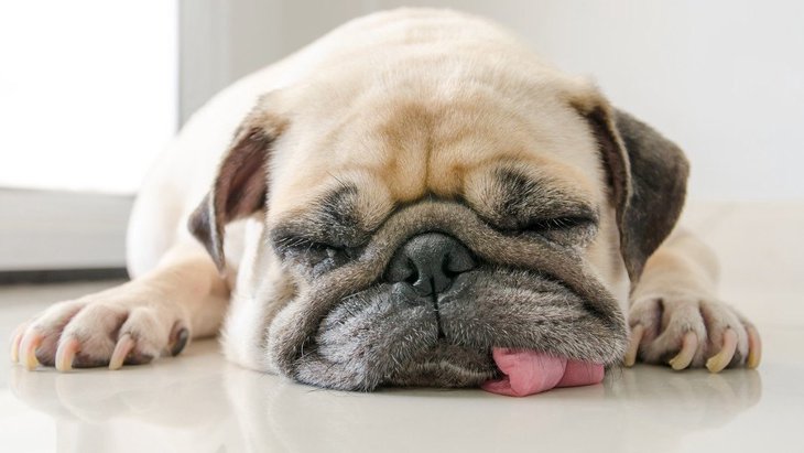 犬が舌を出しっぱなしにする心理３選！もしかしたら病気になっていることも…？