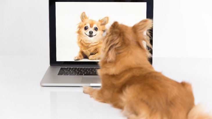 犬の動画を観ることはストレス解消に効果的？【研究結果】