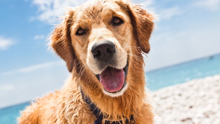 犬と海に行く時のマナーや注意点！準備物やおすすめ海水浴場まで