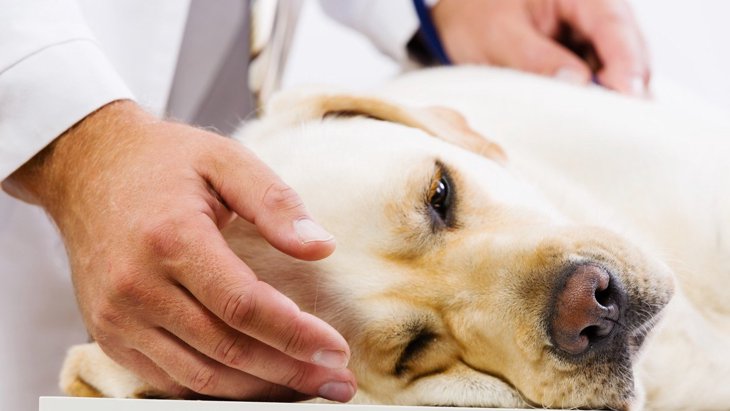 最も多い『犬の死因』3選　病気や事故を予防するために飼い主がすべきこととは