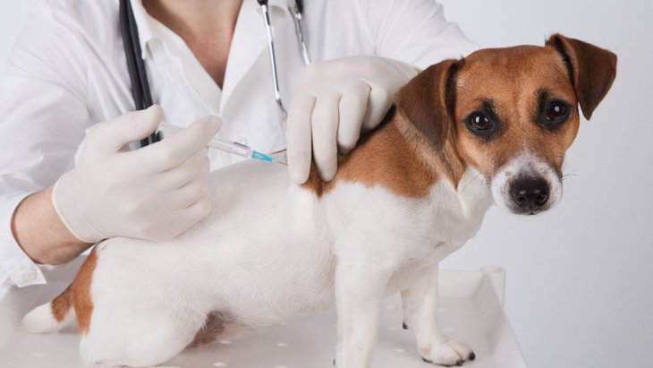 飼い犬のワクチン接種は狂犬病撲滅の重要なキー【研究結果】