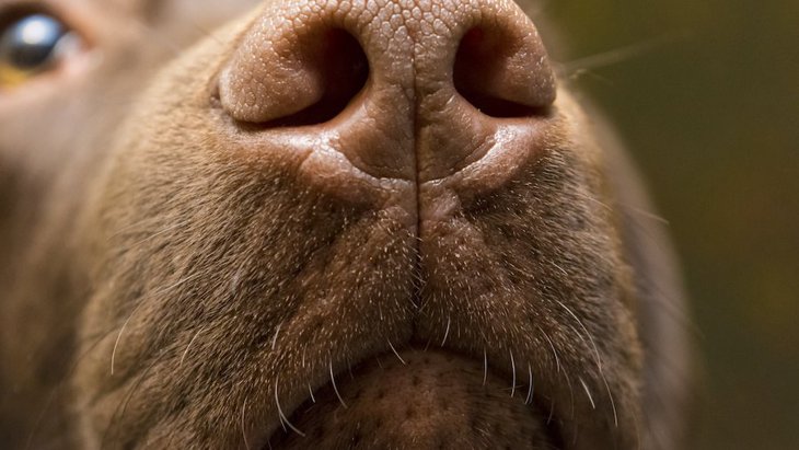 ガン探知犬の研究が、ガンを発見する人工嗅覚アプリの開発につながるかも