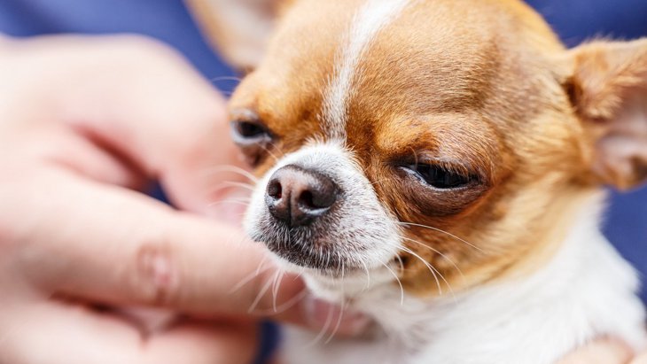 犬の『逆くしゃみ』ってどんな症状？そのまま放置してたら危険なの？