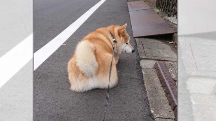 「面倒くさっ…」真面目にお散歩をしない柴犬さんのお姿にネット民爆笑！