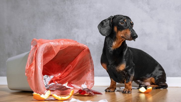 なぜ犬は『臭いニオイ』が好きなの？5つの理由と注意すべきこと
