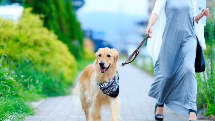 犬の散歩でしてはいけない『余計なお世話』5選！飼い主がするべき正しい気遣いとは？