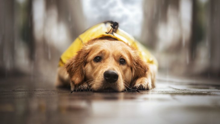 犬も雨が降ると落ち込むのはなぜ？人間と同じ「気象病」があるって本当？