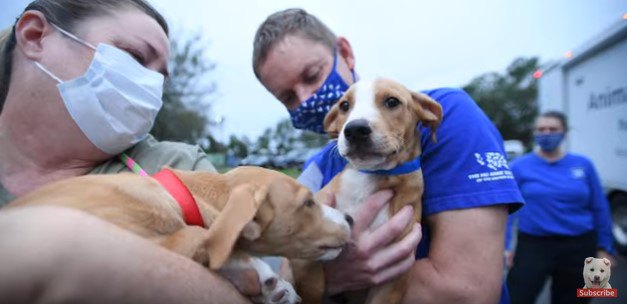 巨大ハリケーンの被災者と家庭犬たちに手を差し伸べる活動