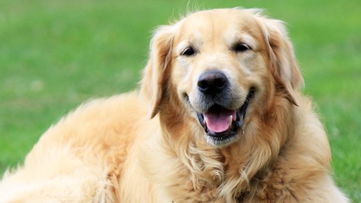 大型犬に多い「肘タコ」の原因と予防法とは？