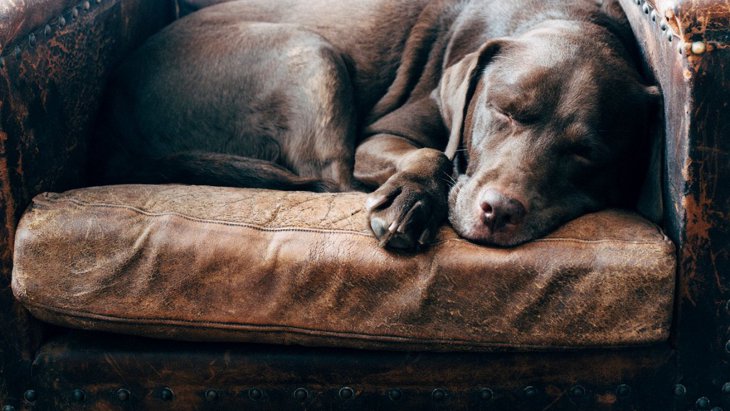 犬の認知症と睡眠の関係を分析した研究結果