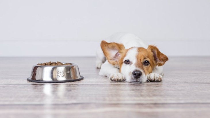 犬の食器の『間違った選び方』３選！NGな理由と正しい判断基準を解説