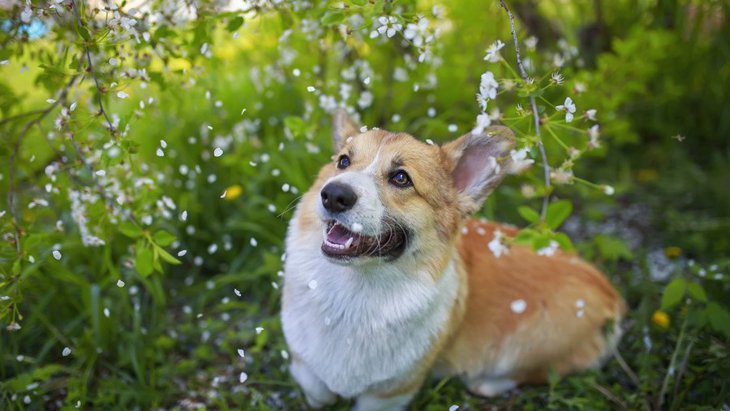 春～夏にかけて絶対に意識すべき『犬のNGな飼い方』６選