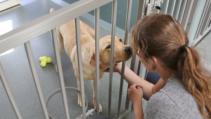 犬舎施設の犬の福祉に重要なことは？様々な施設で働く人への調査結果