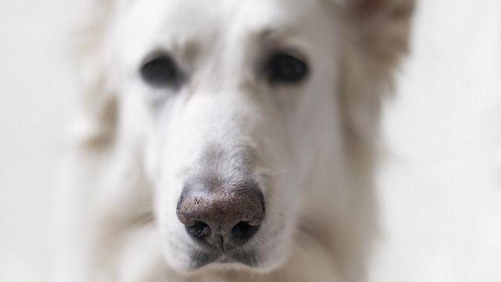 犬の『鼻が乾燥している』時の6つの理由！病気の可能性も？