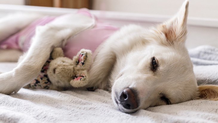 犬が『寝たきり』になってしまう病気3選　普段からできる予防策や暮らしで意識すべきこと