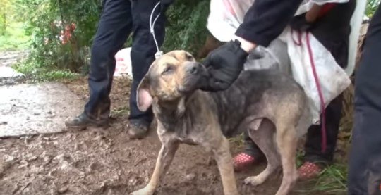 子犬工場崩壊現場の惨状…糞尿にまみれた100匹の犬は飢えと病に苦しむ