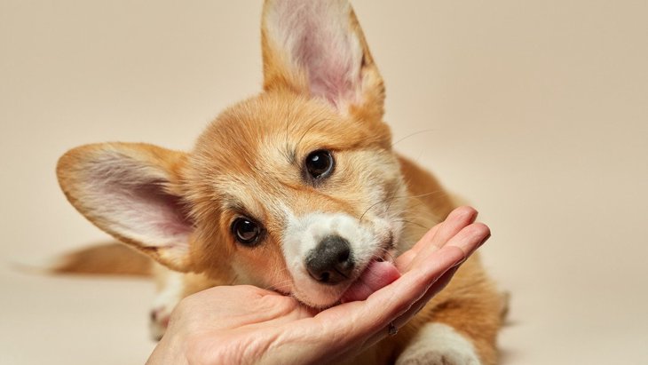 犬が『舐める行動』で示す7つの意味と心理　愛情表現だけでなくコミュニケーションの手段でも