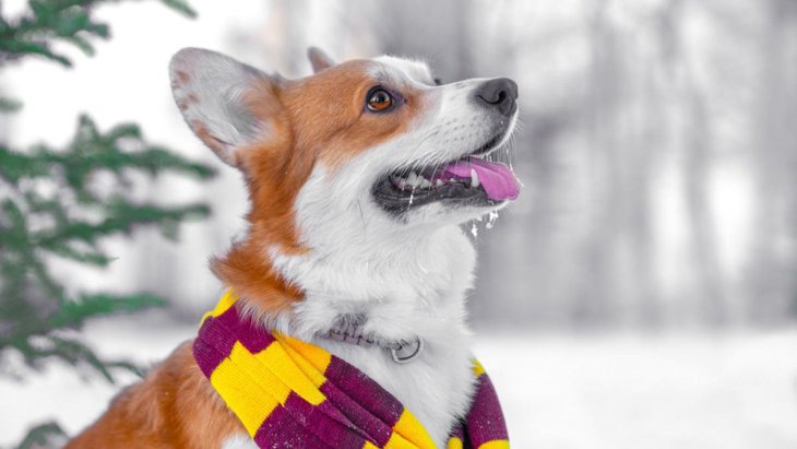 犬が冬を快適に過ごすためにやりたい「3つの対策」 やるべきではないNG行為も