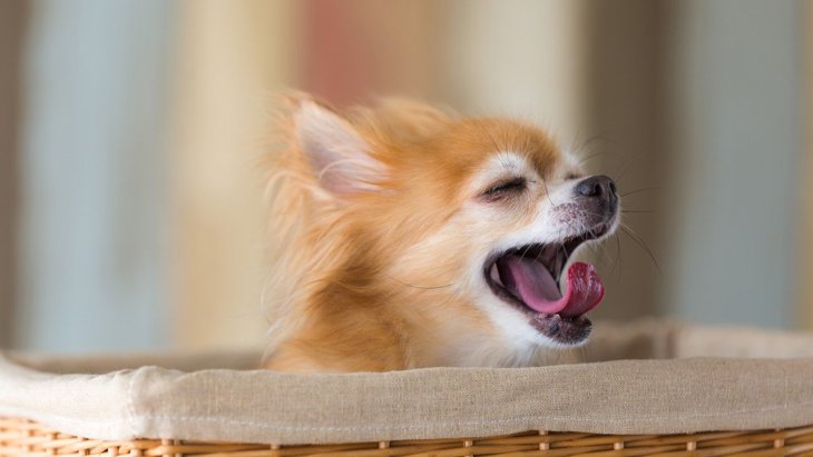 犬の『あくび』に隠されている心理5つ！注意すべきあくびもある？