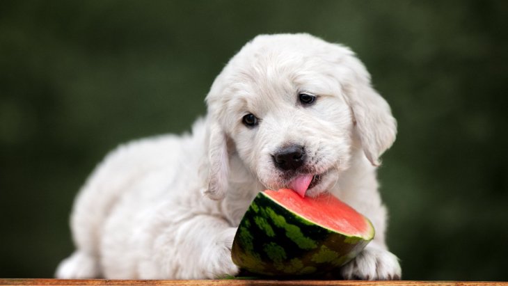 犬が食べても大丈夫な『果物』４選！栄養素からおすすめの与え方まで解説