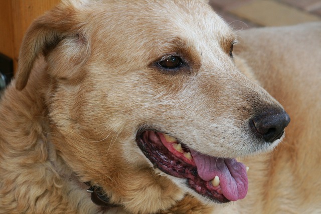 犬の老衰　その症状と必要な介護について