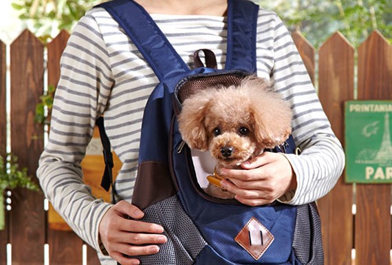 犬用リュックのキャリーバッグを活用しよう！今人気のわんこを背負える便利用品