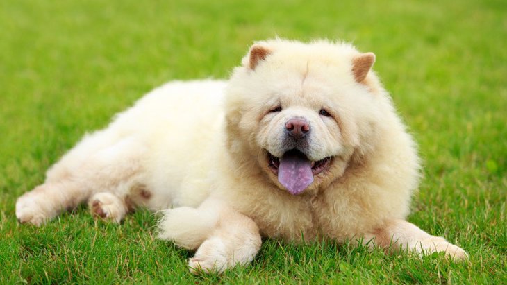 イギリスの研究から、熱中症になりやすい犬種やリスク要因
