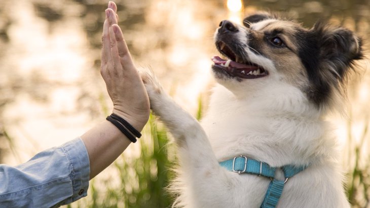 犬が『初めて会う人』に抱いている5つの気持ち　怖がらせずに仲良くなる秘訣は？