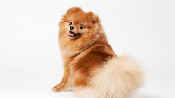 『美しい毛を持つ犬種』3選！飼う時に注意すべきことは？