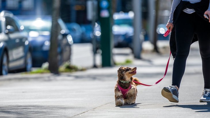 小型犬の散歩の頻度はどのくらい？必要な時間や距離、注意すべきポイントまで
