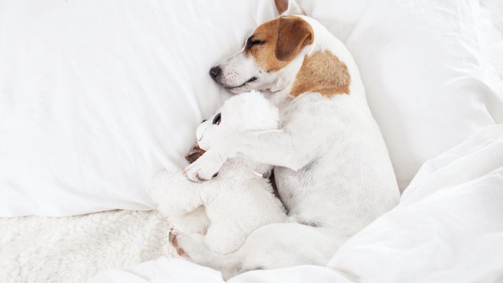 犬が寝ている時にピクピク動く『３つの理由』 病気の可能性は？
