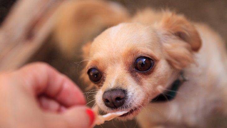 犬に人間の食べ物をあげてはいけない５つの理由 わんちゃんホンポ