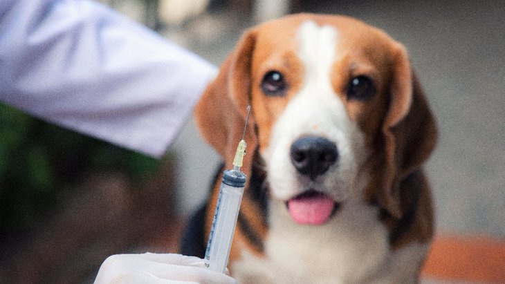 犬の混合ワクチンは毎年打たなければいけないの？打たなかったらどうなる？