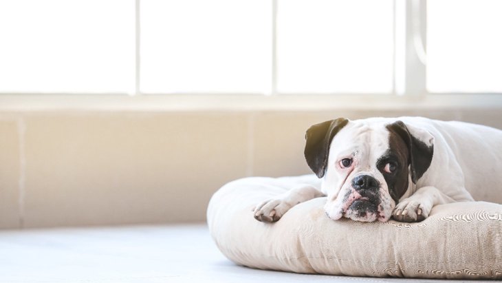 犬を寝かせてはいけない『絶対NGな場所』4つ！危険な理由と快適な睡眠を与える環境の作り方とは？