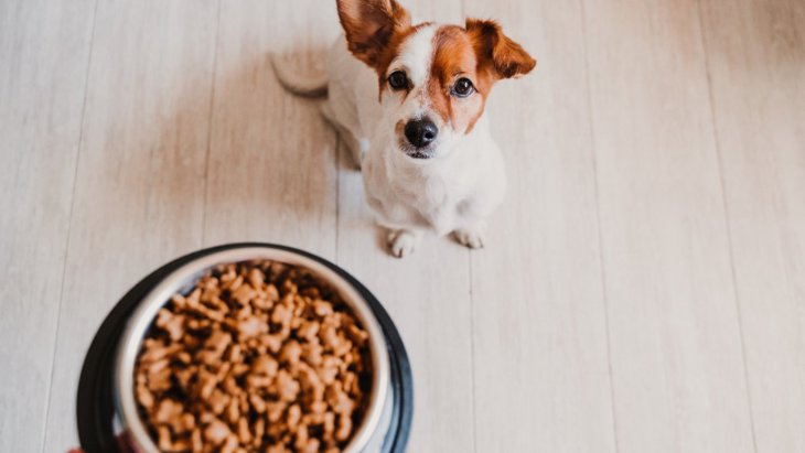 犬が見せる『食べすぎサイン』5選！ご飯を与えすぎると起こる悪影響