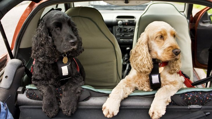 車でドライブ！犬にとって最も落ち着く場所はどこ？【調査結果】