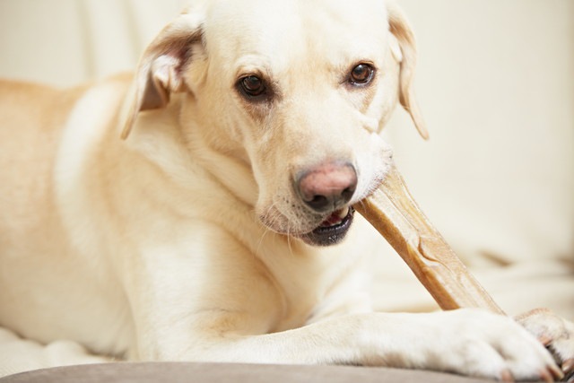 犬の「骨オヤツ」にアメリカ食品医薬品局が警鐘！与える際の危険性を考える