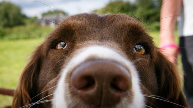 実は、犬には『鼻くそ』が無い！できない理由や鼻の機能について