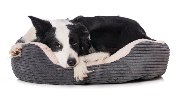 犬のベッドにしてはいけない『洗い方』5選！NGな理由とおすすめの洗濯法