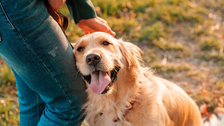 犬が「良い人」と感じる基準は？4つの特徴と好かれるためにすべき行動とは？