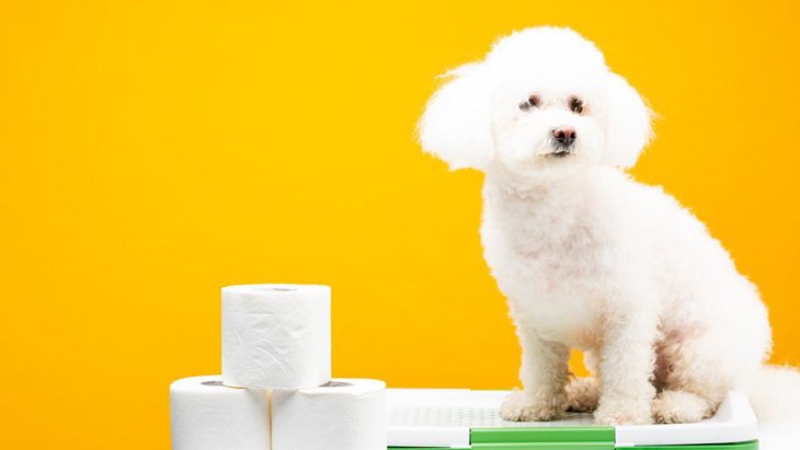 犬用トイレトレーのおすすめをご紹介！必要性や使用するメリット