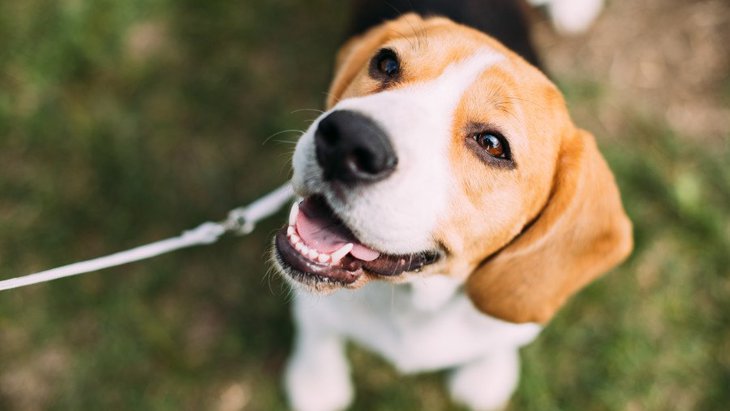 犬が『笑顔』になるのは何故？３つの理由と気を付けたいことを解説