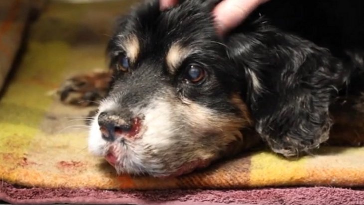 慢性的な虫歯とがんに蝕まれた犬を放置した飼い主に下された判決とは