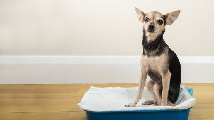 犬が『膀胱炎』になっている時のサイン4つ！注意すべき症状や飼い主がすべき対処法とは？