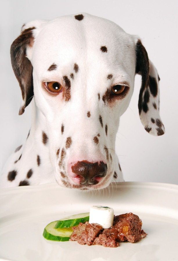 犬が食べているのに痩せる時の原因とは？対処法についても解説