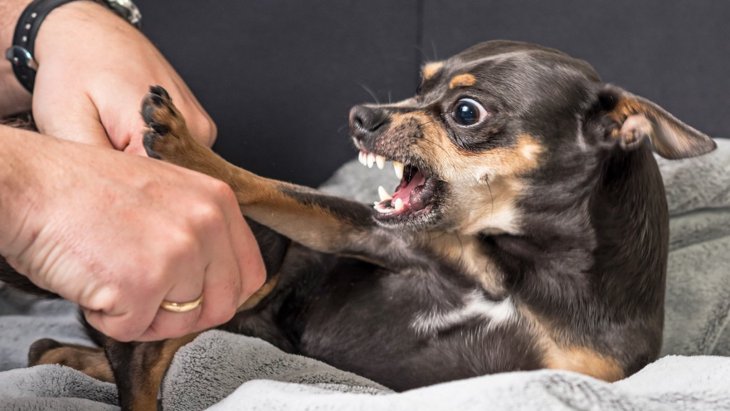 犬が人を本気噛みする時の心理4選　さらに興奮させてしまうNG行為まで解説